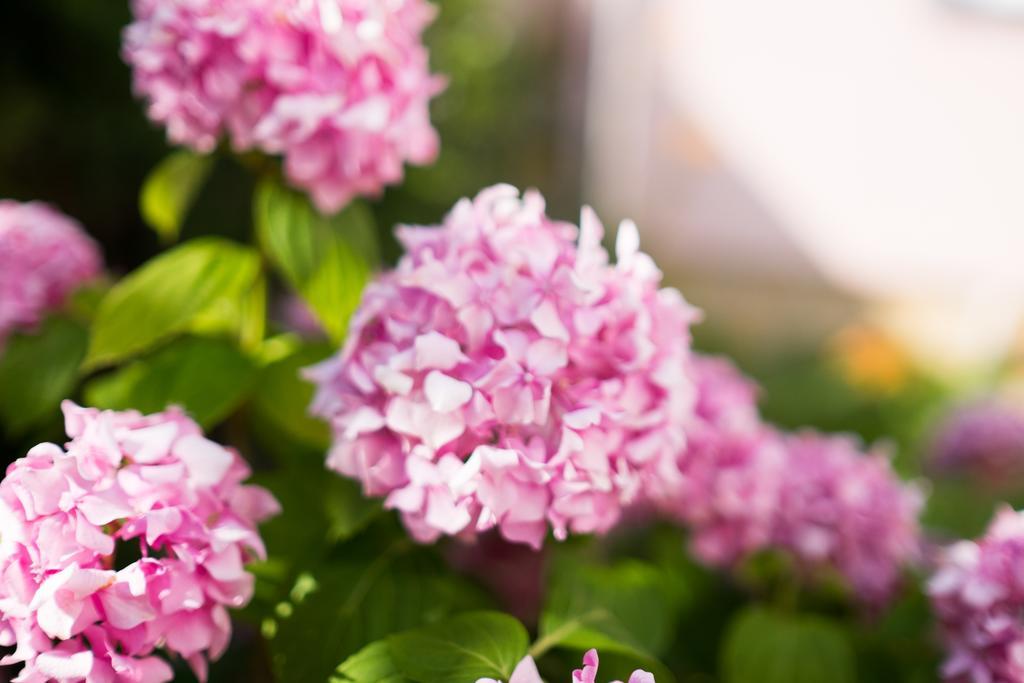 Apartments Rose كرك المظهر الخارجي الصورة